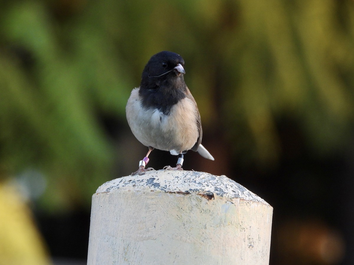 Dark-eyed Junco - ML617164335