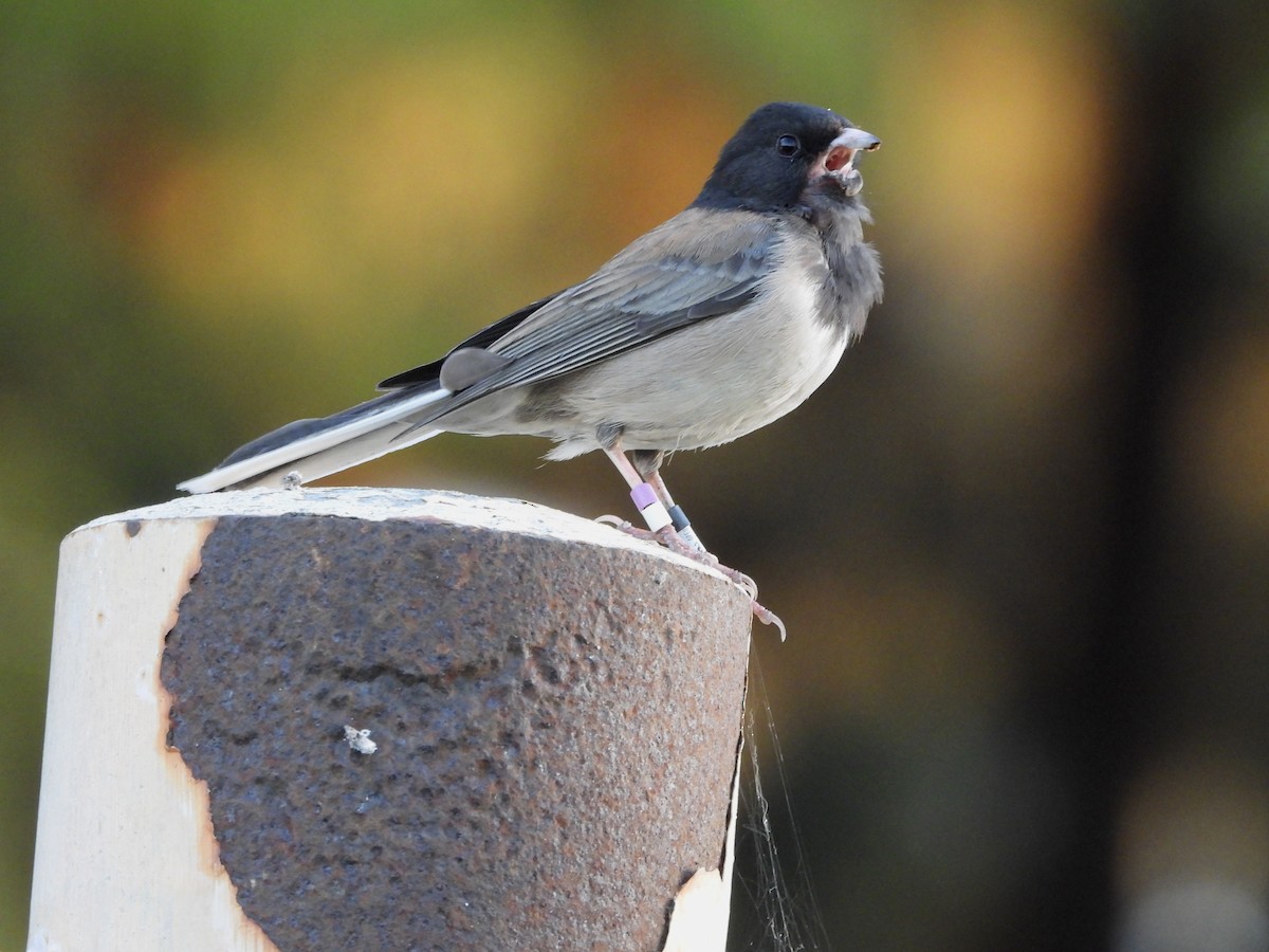 Dark-eyed Junco - ML617164339