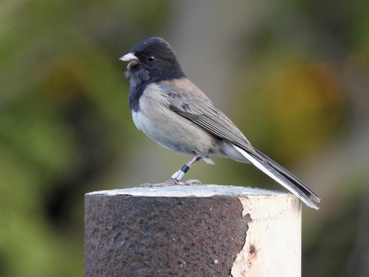 Dark-eyed Junco - ML617164342