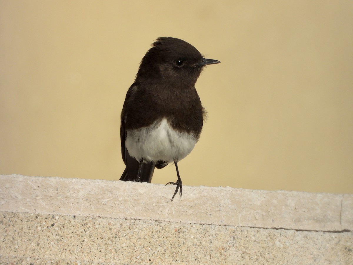 Black Phoebe - ML617164344