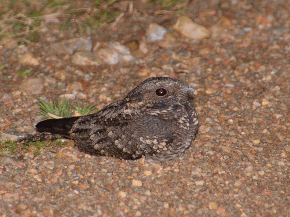 Band-winged Nightjar - ML617164365