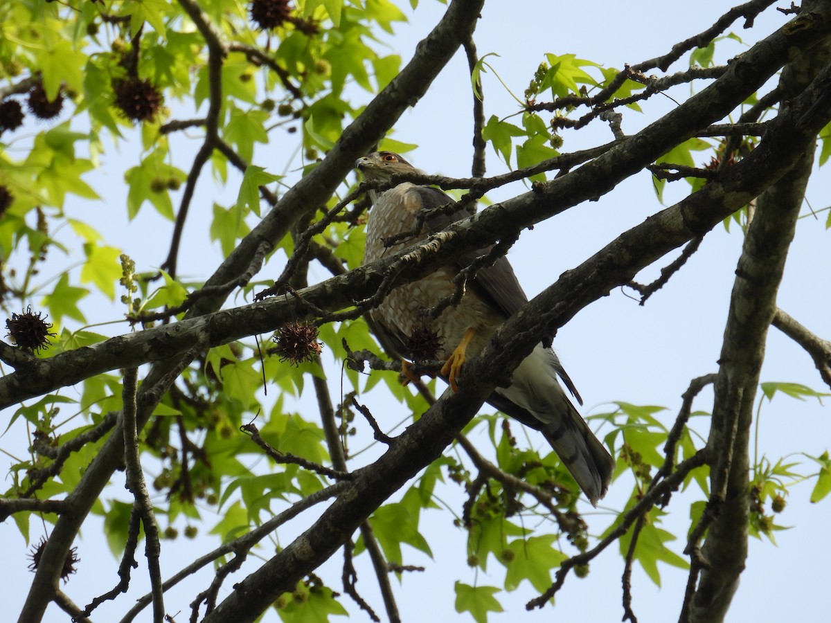 Sharp-shinned Hawk - ML617164382