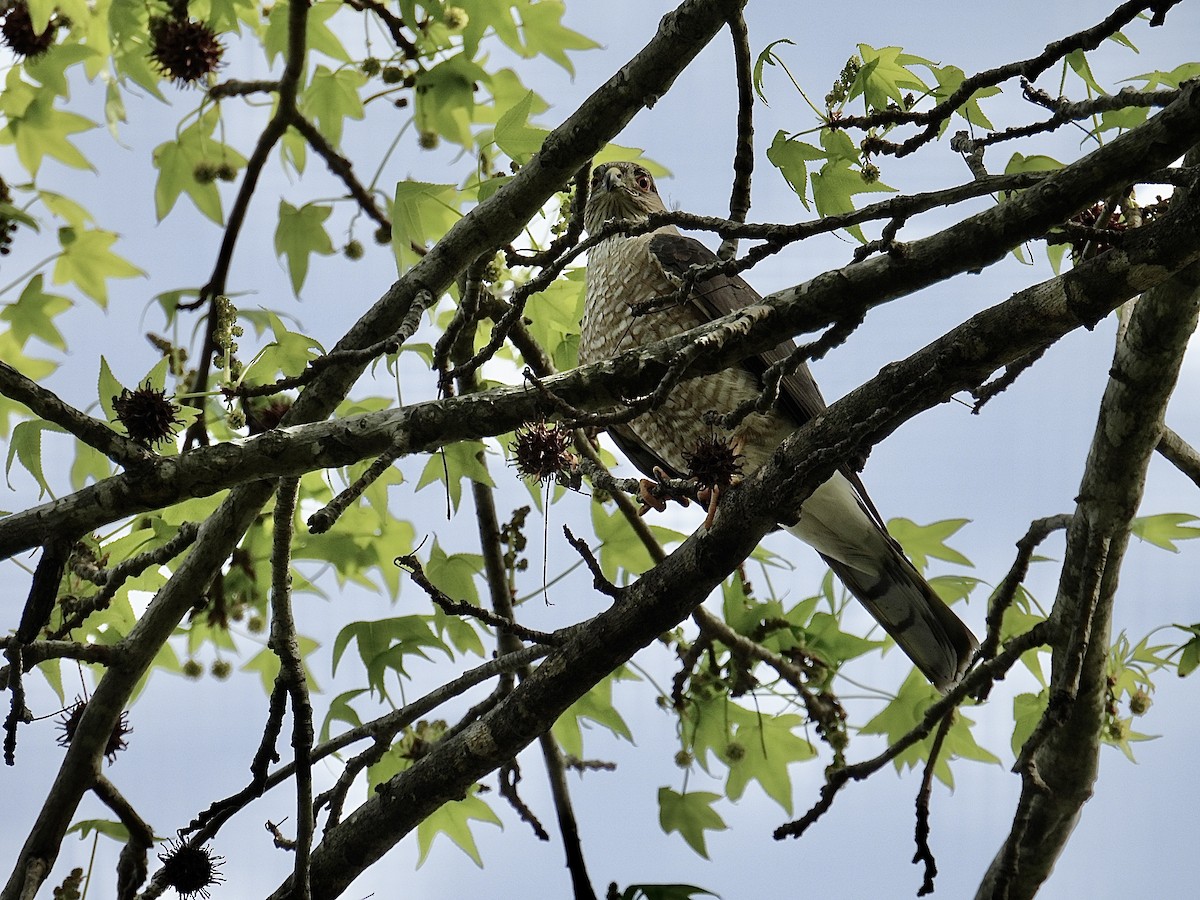 Sharp-shinned Hawk - Kathy Spencer