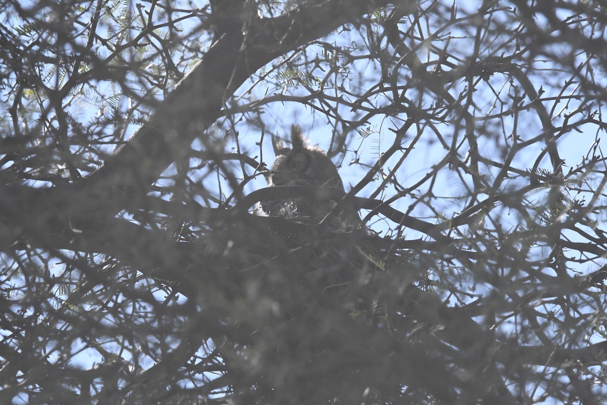 Great Horned Owl - John Williams