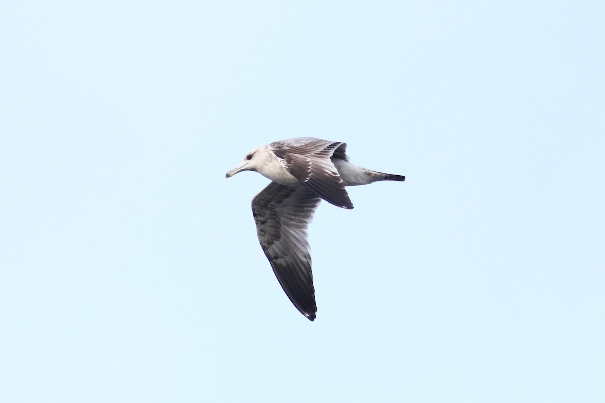 California Gull - ML617164399