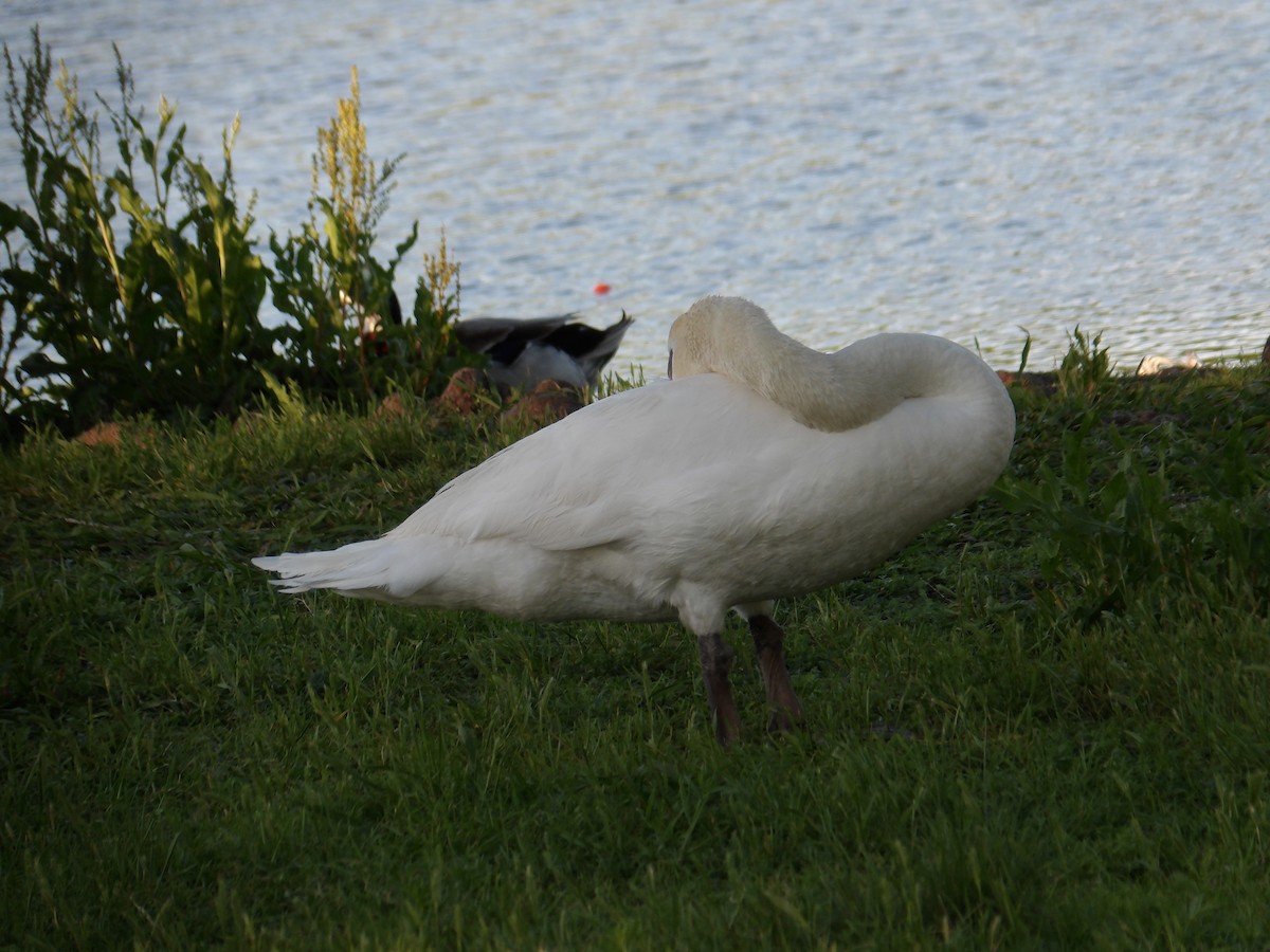 Mute Swan - ML617164413