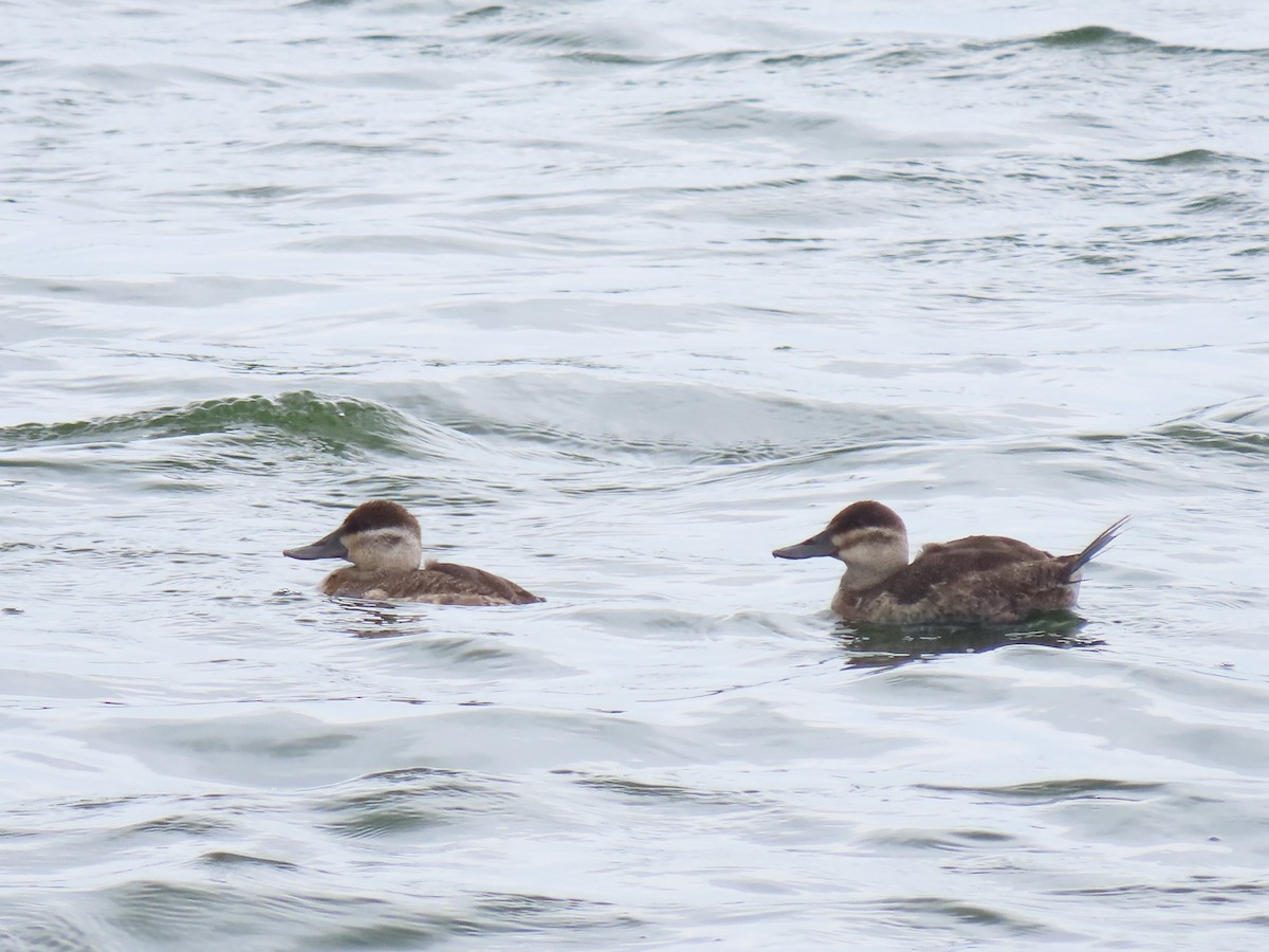 Ruddy Duck - ML617164422