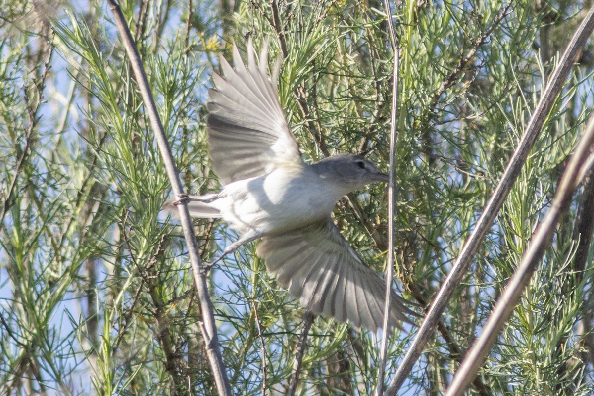 Braunaugenvireo (pusillus) - ML617164437