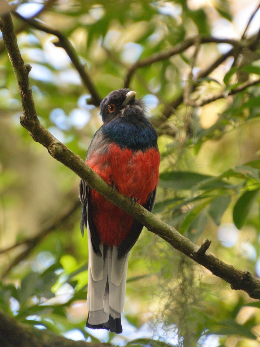 Surucua Trogon - ML617164453