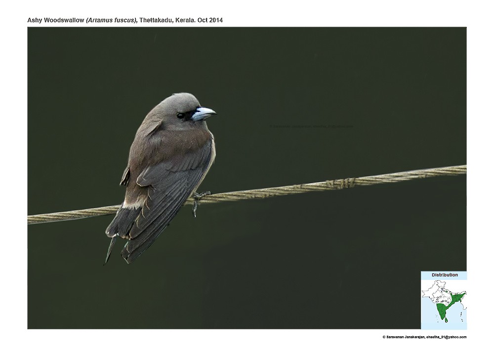 Ashy Woodswallow - ML617164505