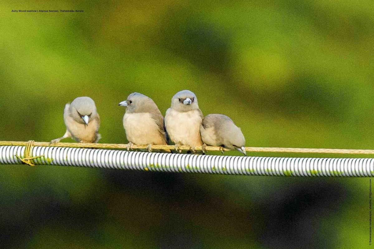 Ashy Woodswallow - ML617164509