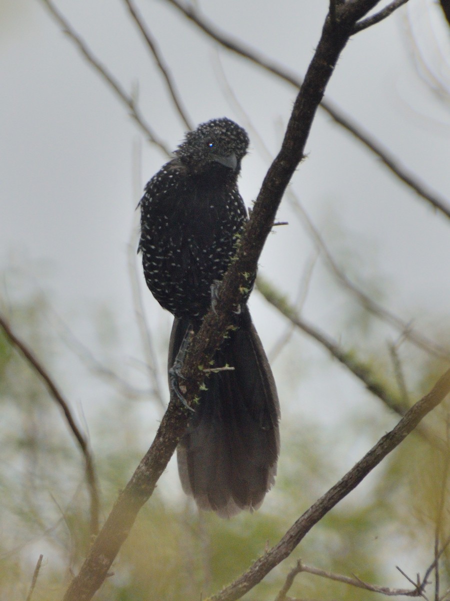 Large-tailed Antshrike - ML617164539