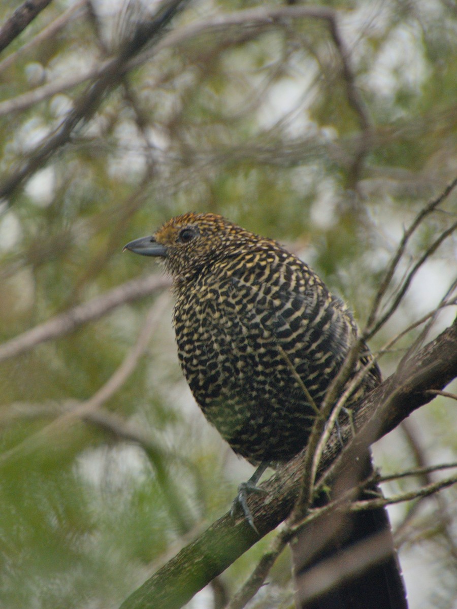 Large-tailed Antshrike - ML617164540