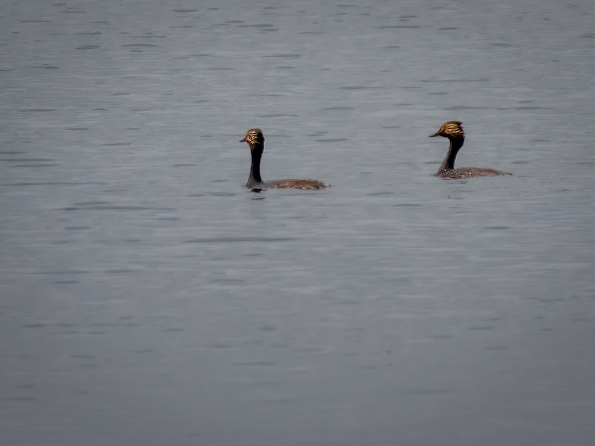 Eared Grebe - ML617164544