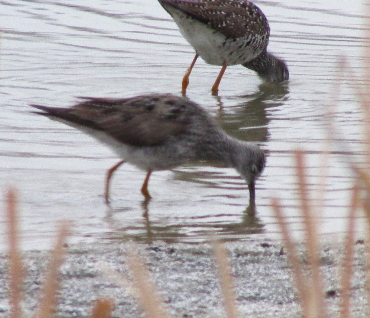 Greater Yellowlegs - ML617164547