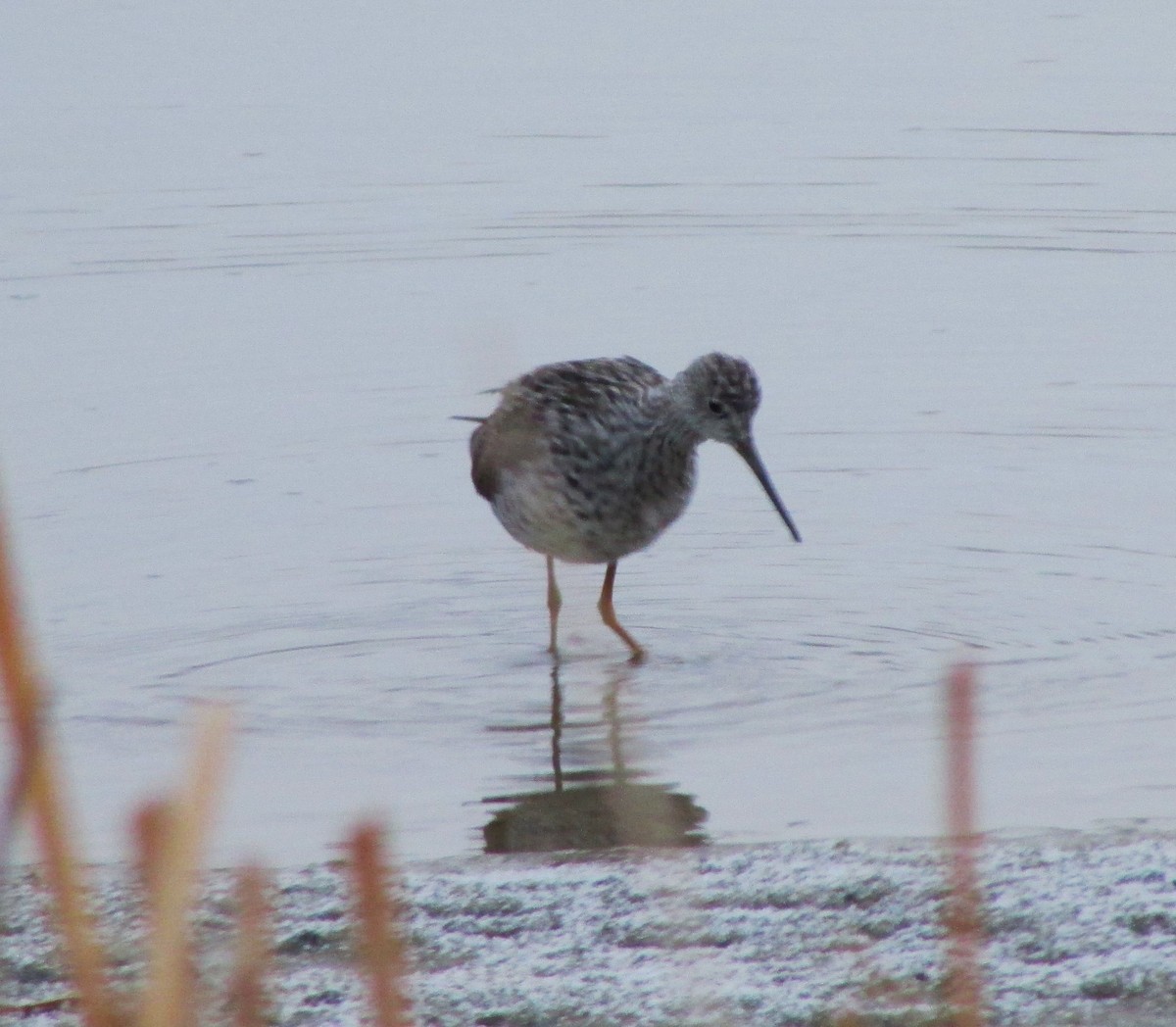 Greater Yellowlegs - ML617164549