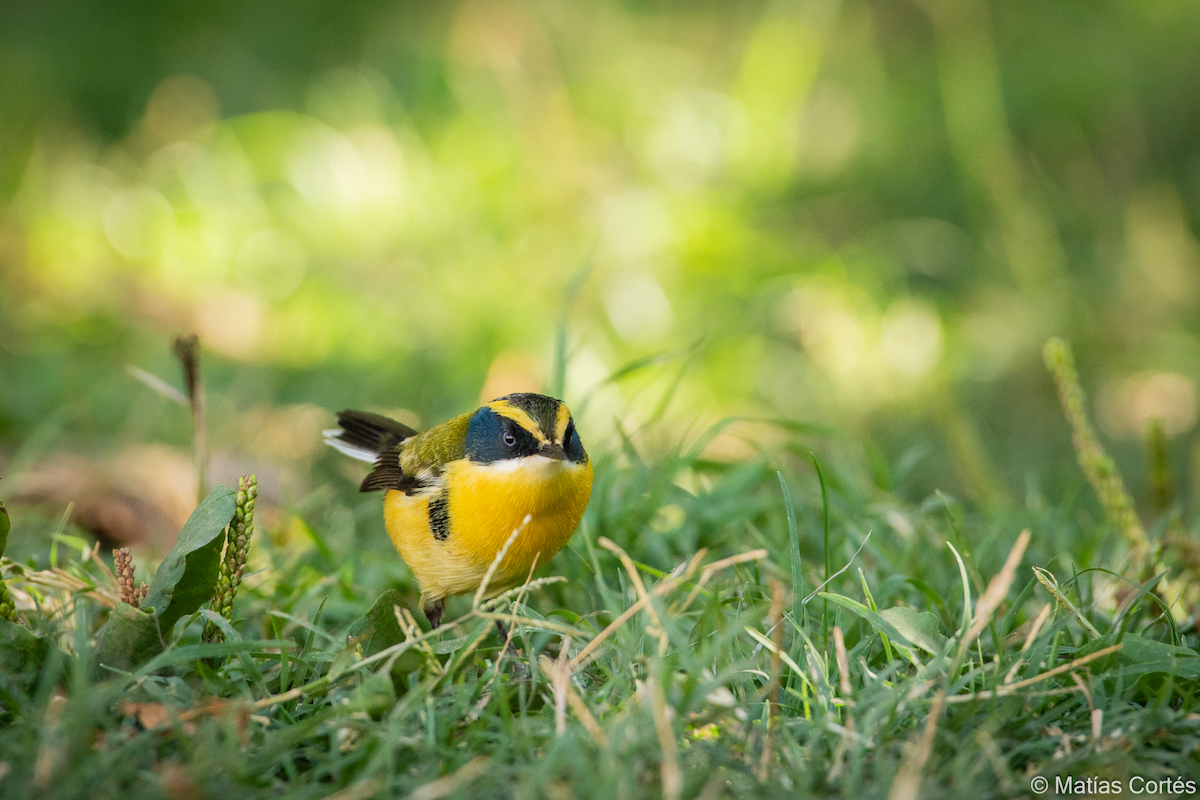 Many-colored Rush Tyrant - ML617164553