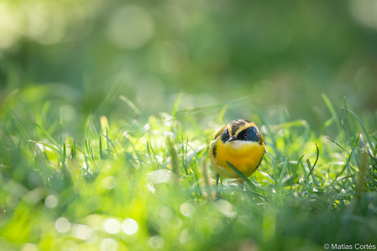 Many-colored Rush Tyrant - ML617164554