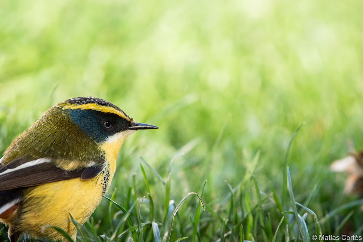 Many-colored Rush Tyrant - ML617164555