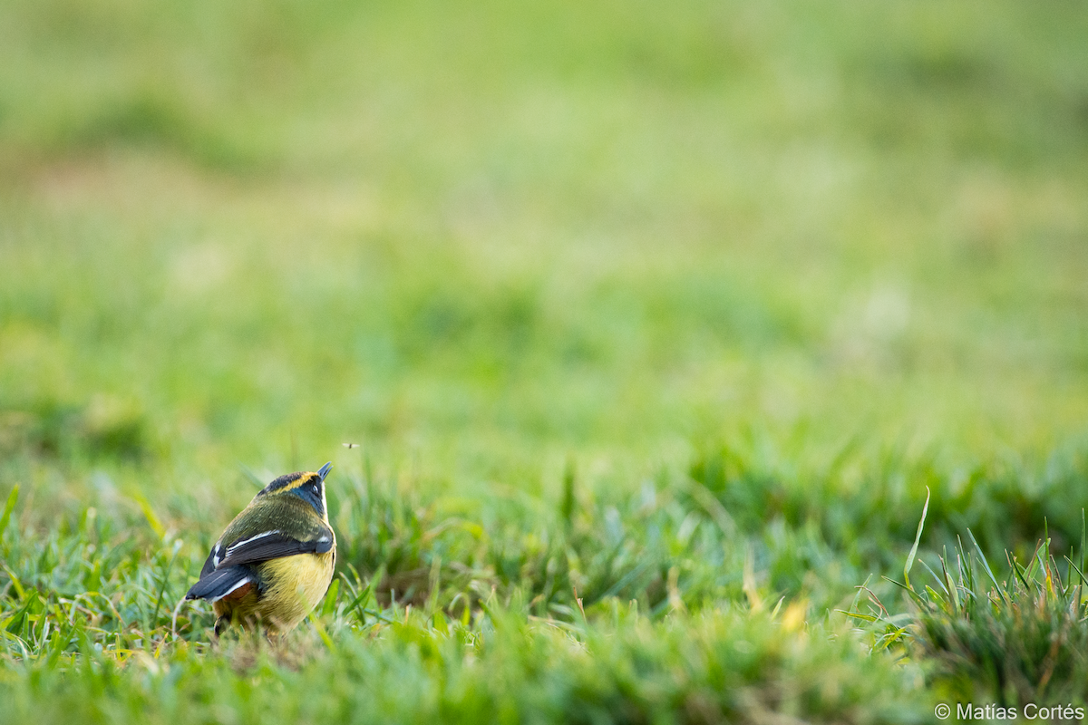 Many-colored Rush Tyrant - ML617164556