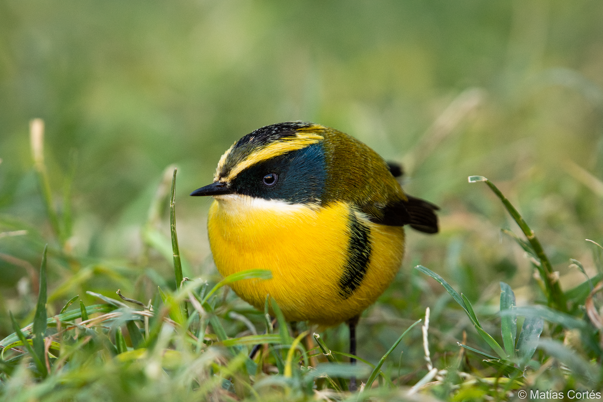 Many-colored Rush Tyrant - ML617164557