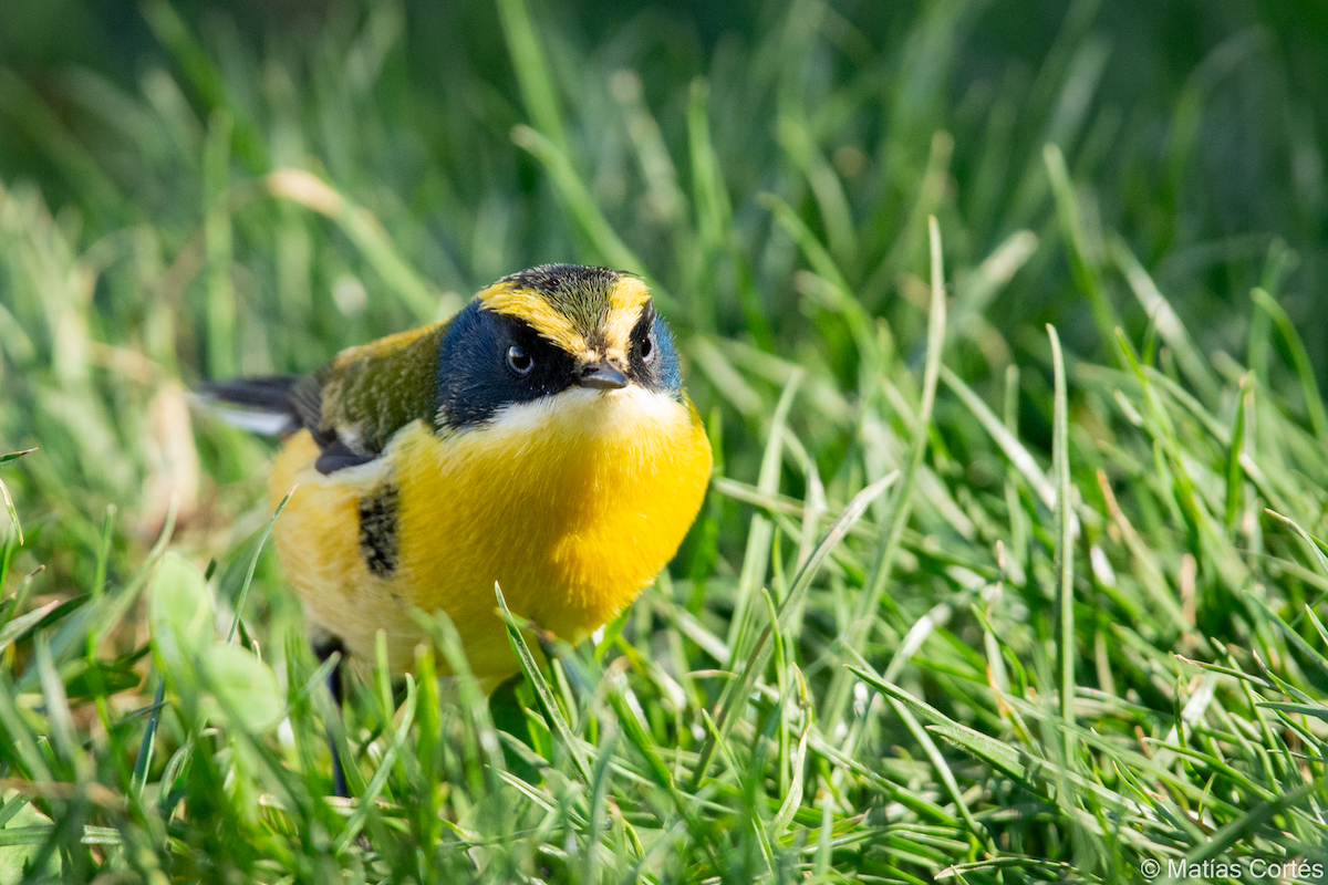 Many-colored Rush Tyrant - ML617164558