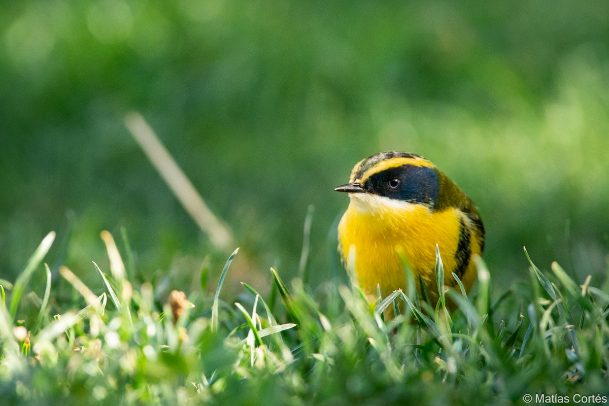 Many-colored Rush Tyrant - ML617164559