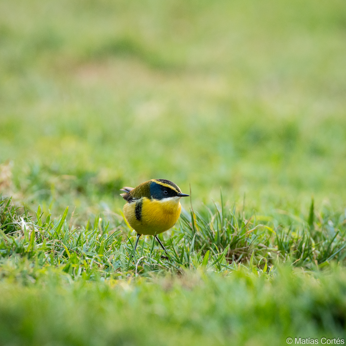 Many-colored Rush Tyrant - ML617164561