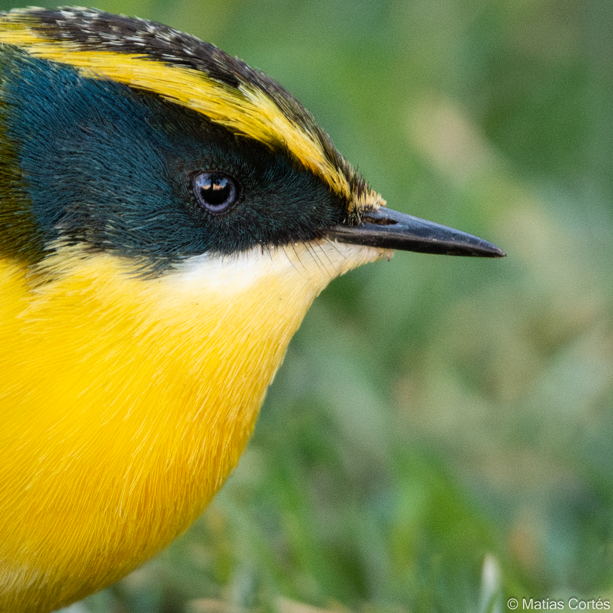 Many-colored Rush Tyrant - ML617164562