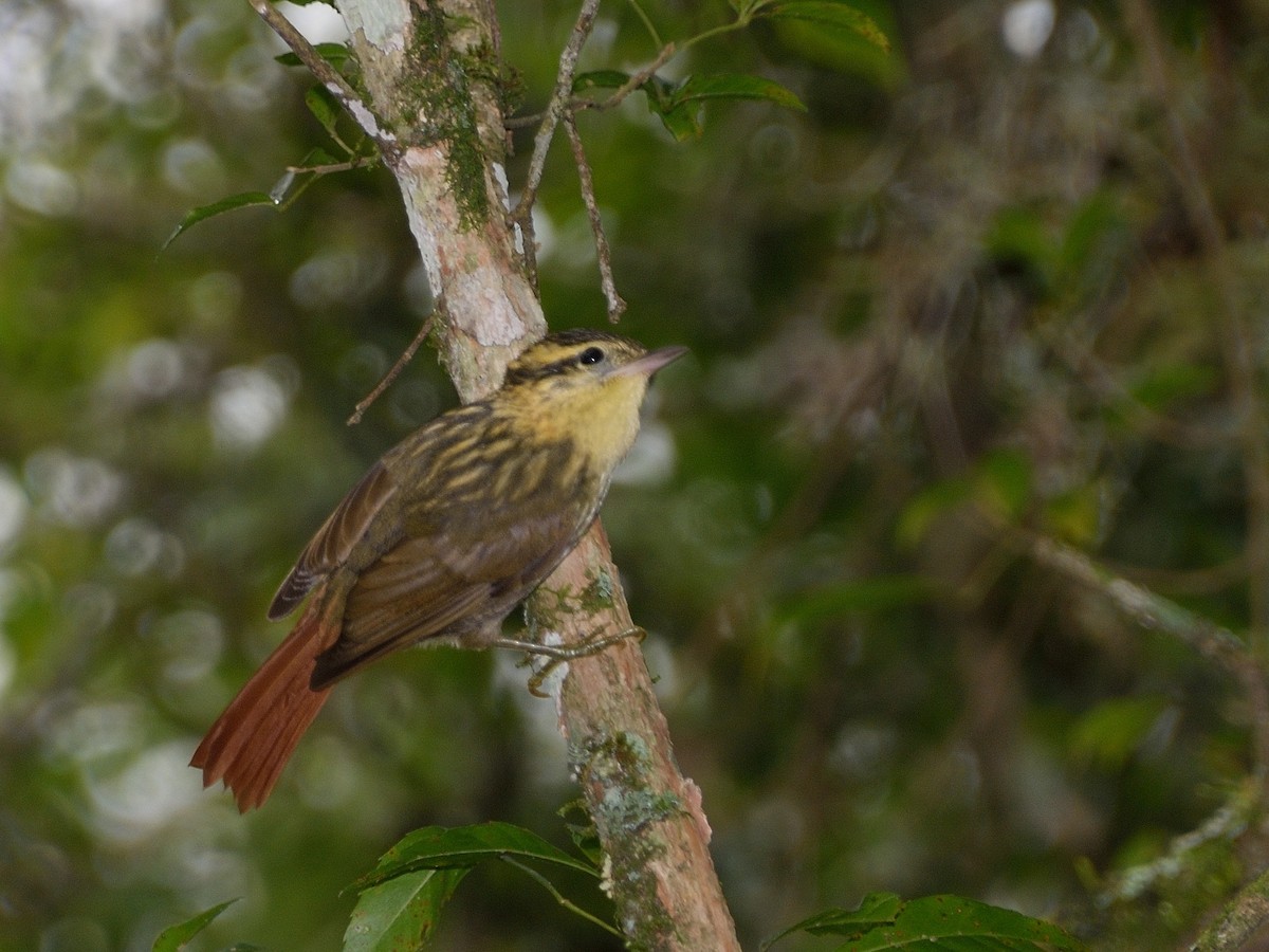 Sharp-billed Treehunter - ML617164600