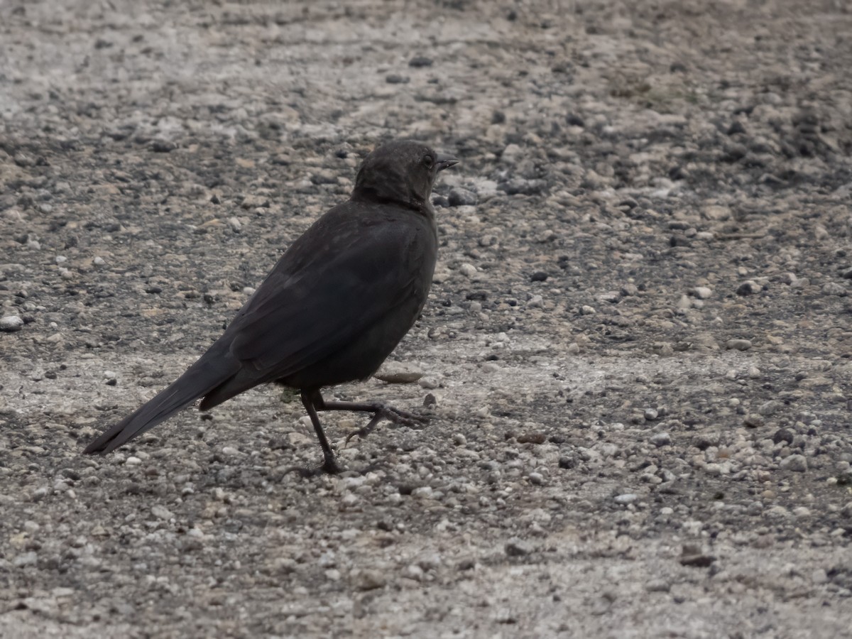 Brewer's Blackbird - Bernie Mayoff