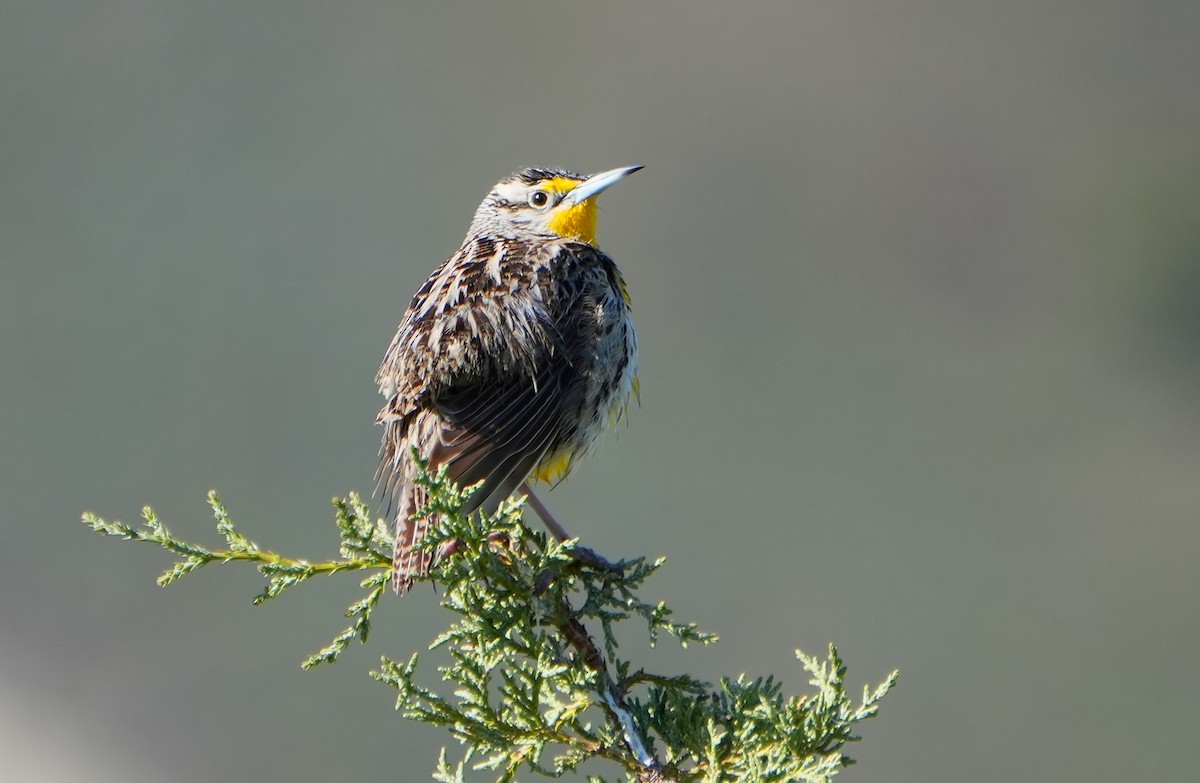 Western Meadowlark - Jack Maynard