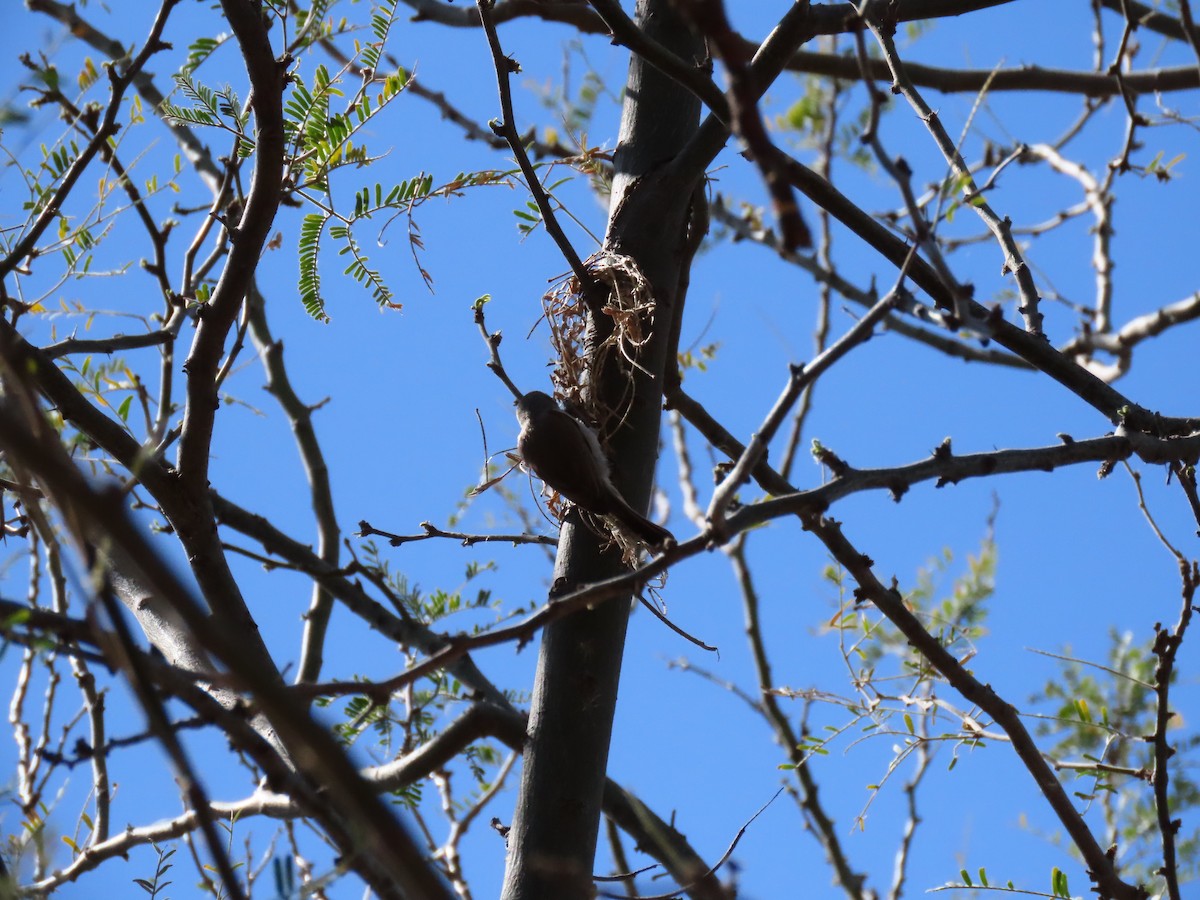 Gray/Dusky Flycatcher - ML617164660