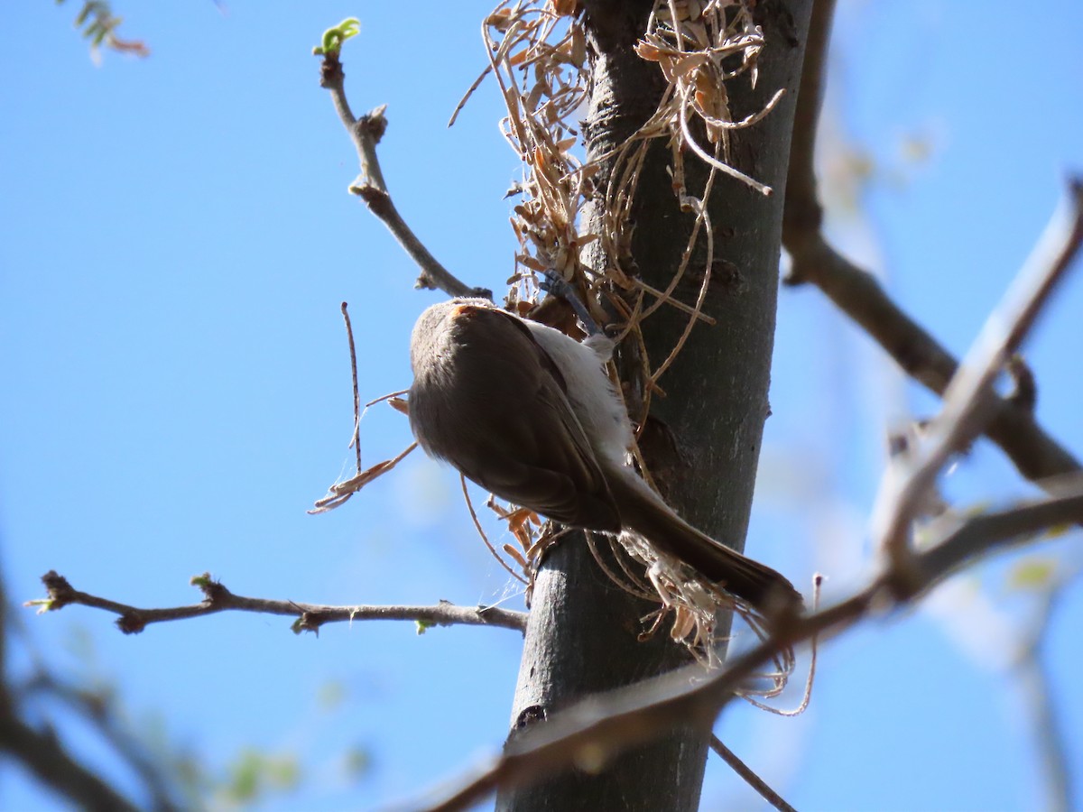 Gray/Dusky Flycatcher - ML617164661