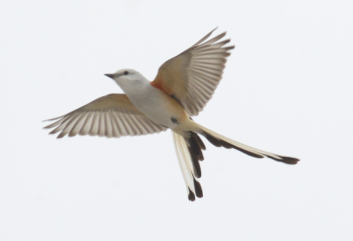 Scissor-tailed Flycatcher - ML617164699