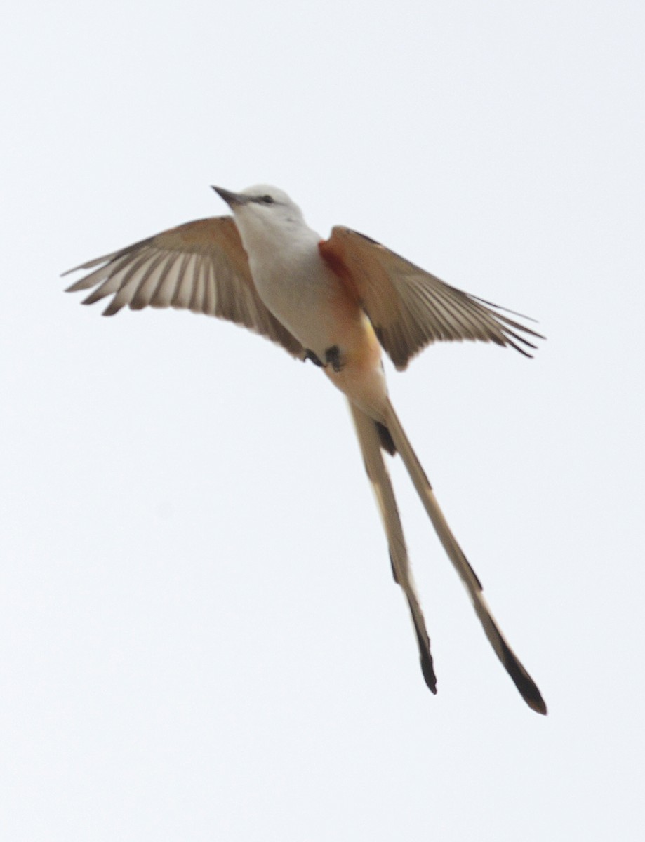 Scissor-tailed Flycatcher - ML617164701