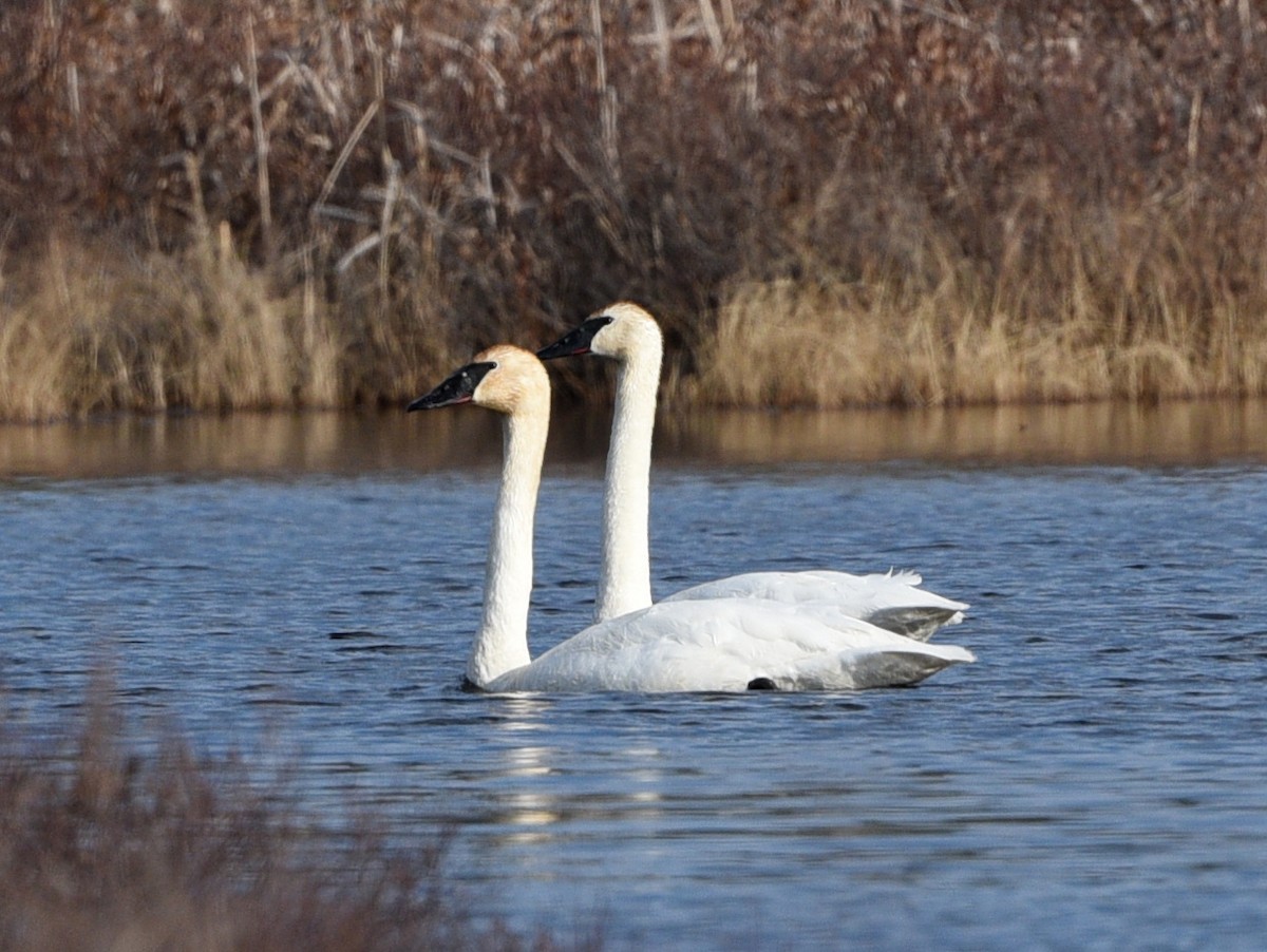 Trumpeter Swan - ML617164750