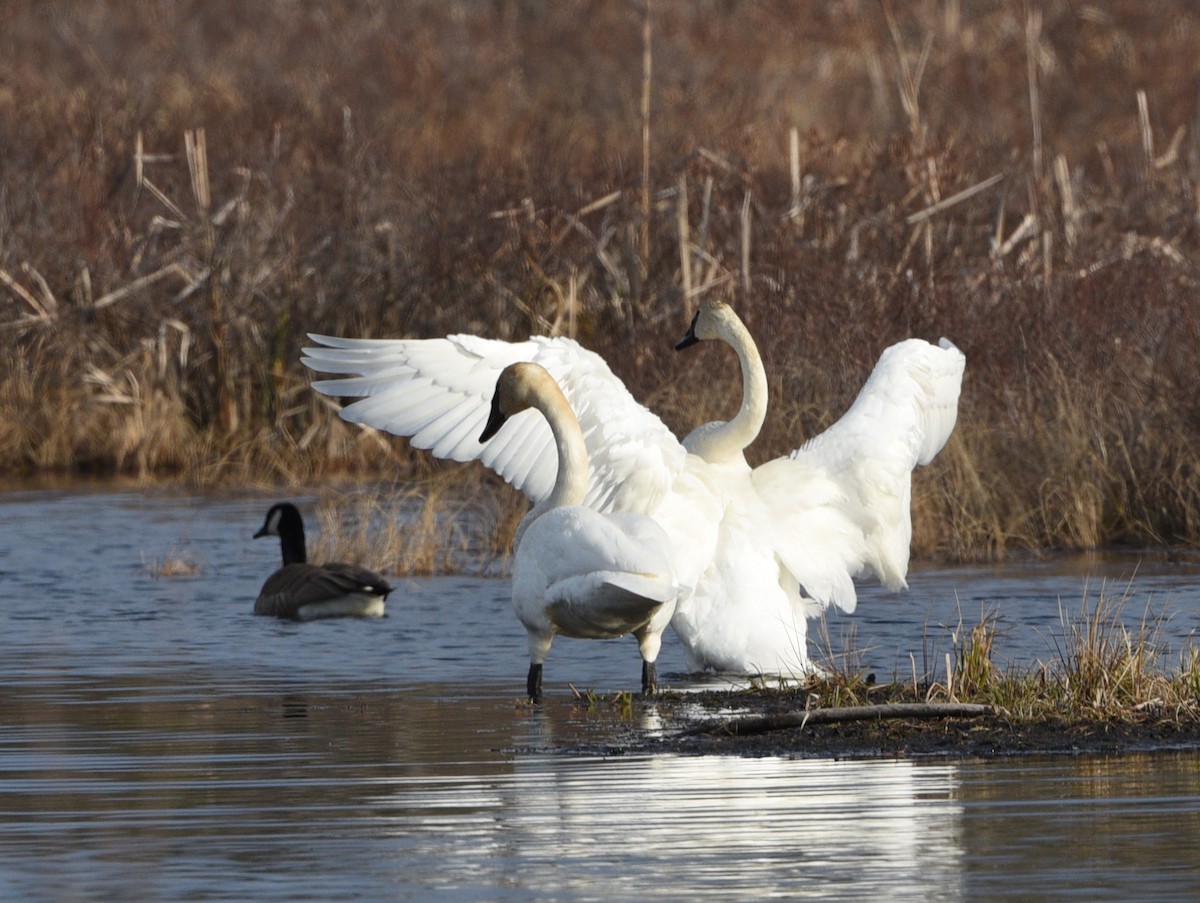 Trumpeter Swan - ML617164772