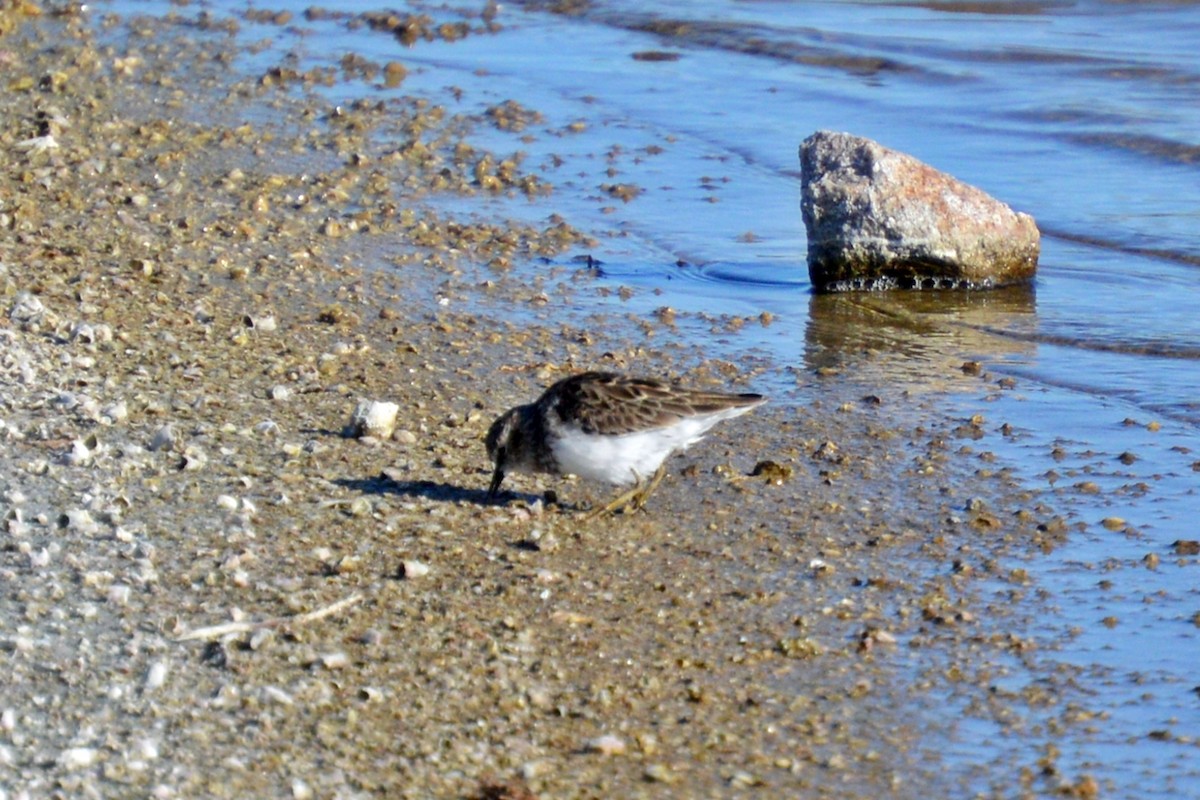 Least Sandpiper - Jean-Francois Pratt