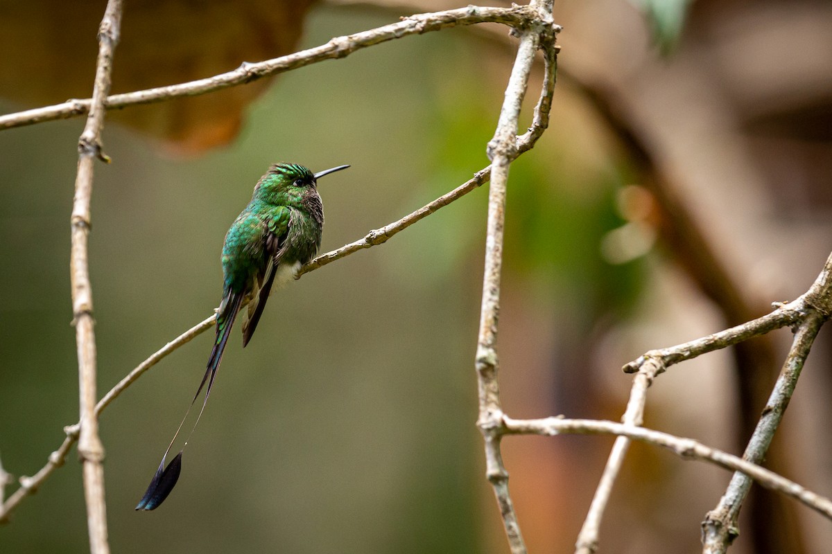 White-booted Racket-tail - Francisco Russo