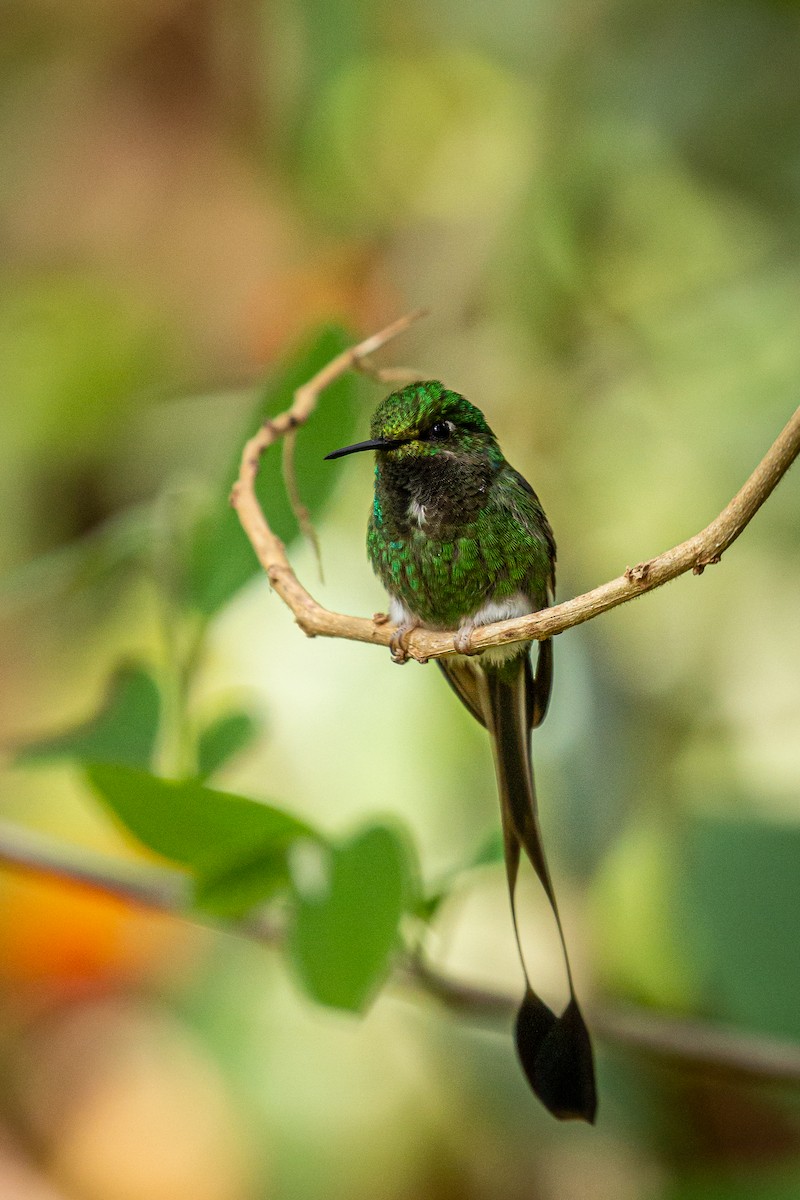 White-booted Racket-tail - Francisco Russo
