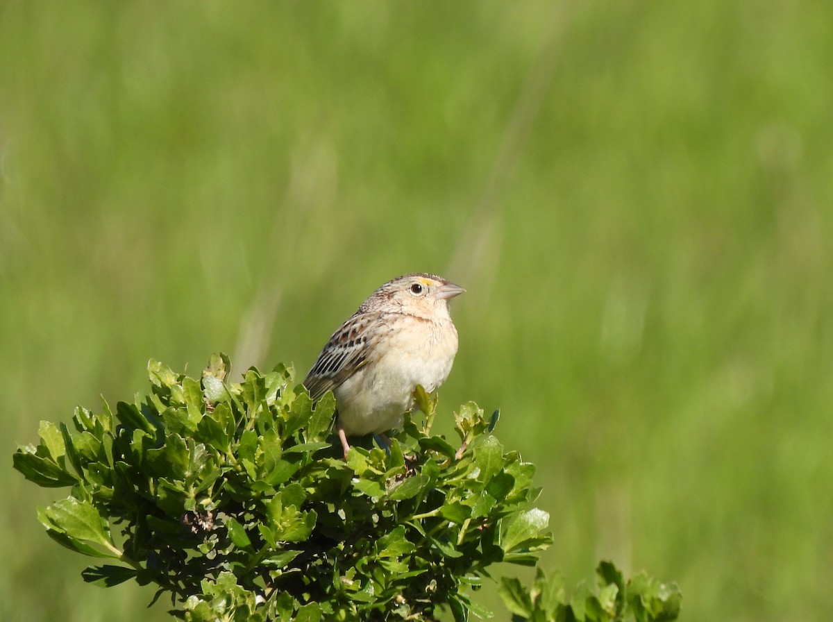 Grasshopper Sparrow - ML617164822