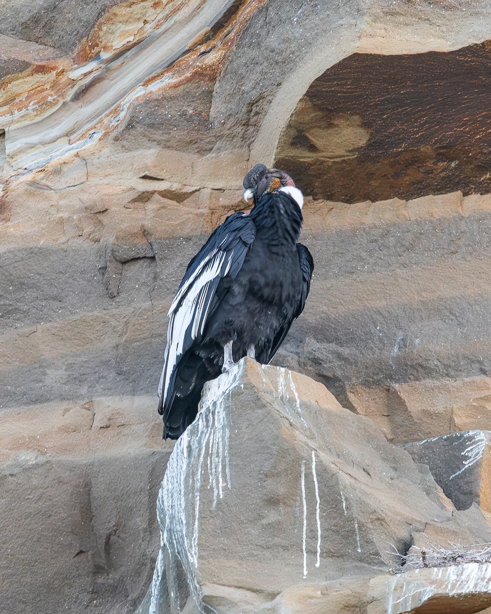 Andean Condor - ML617164844