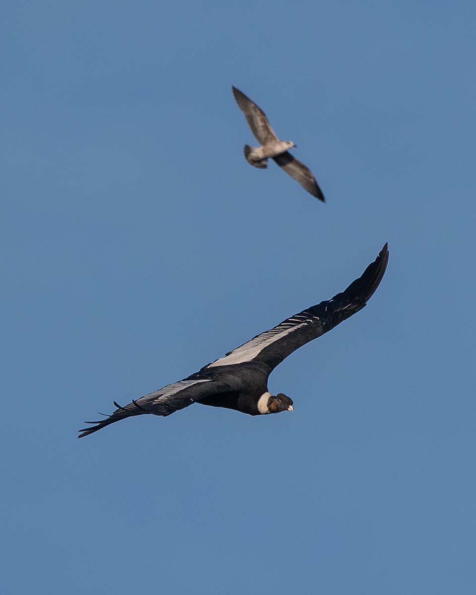 Andean Condor - Nicolas Mazzini