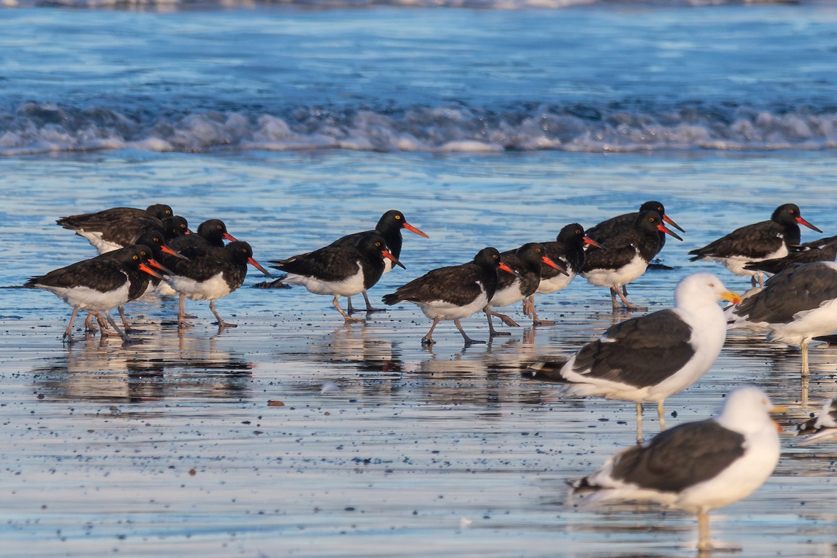 Magellanic Oystercatcher - ML617164856