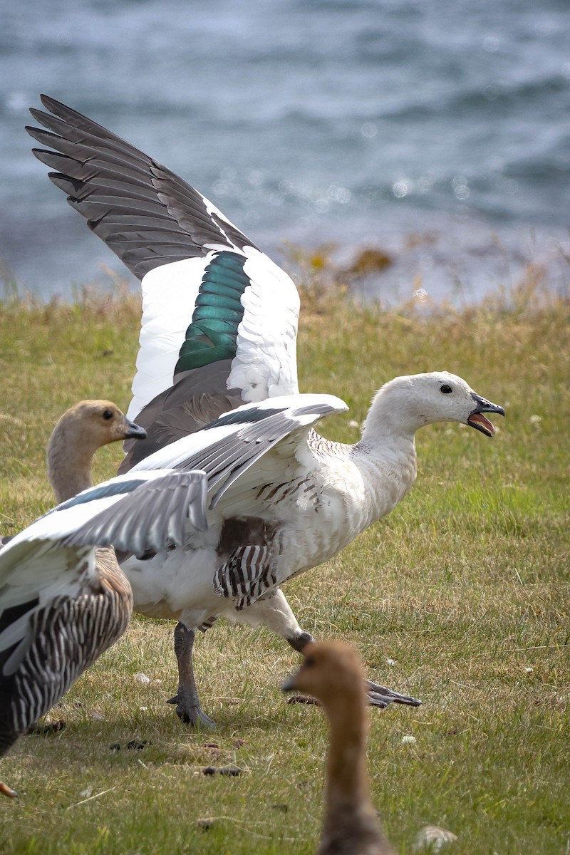 Upland Goose - Skip Russell