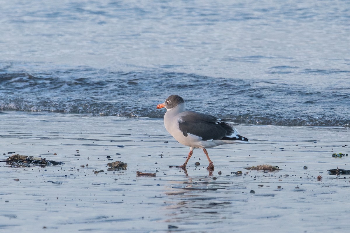 Dolphin Gull - ML617164860