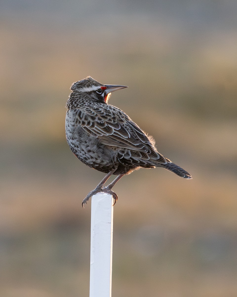 Long-tailed Meadowlark - ML617164862