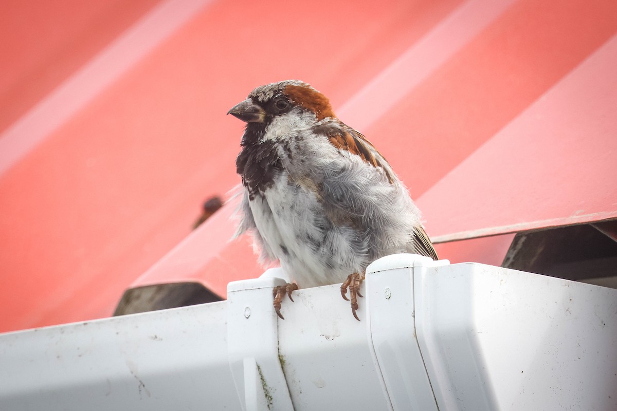 House Sparrow - ML617164864