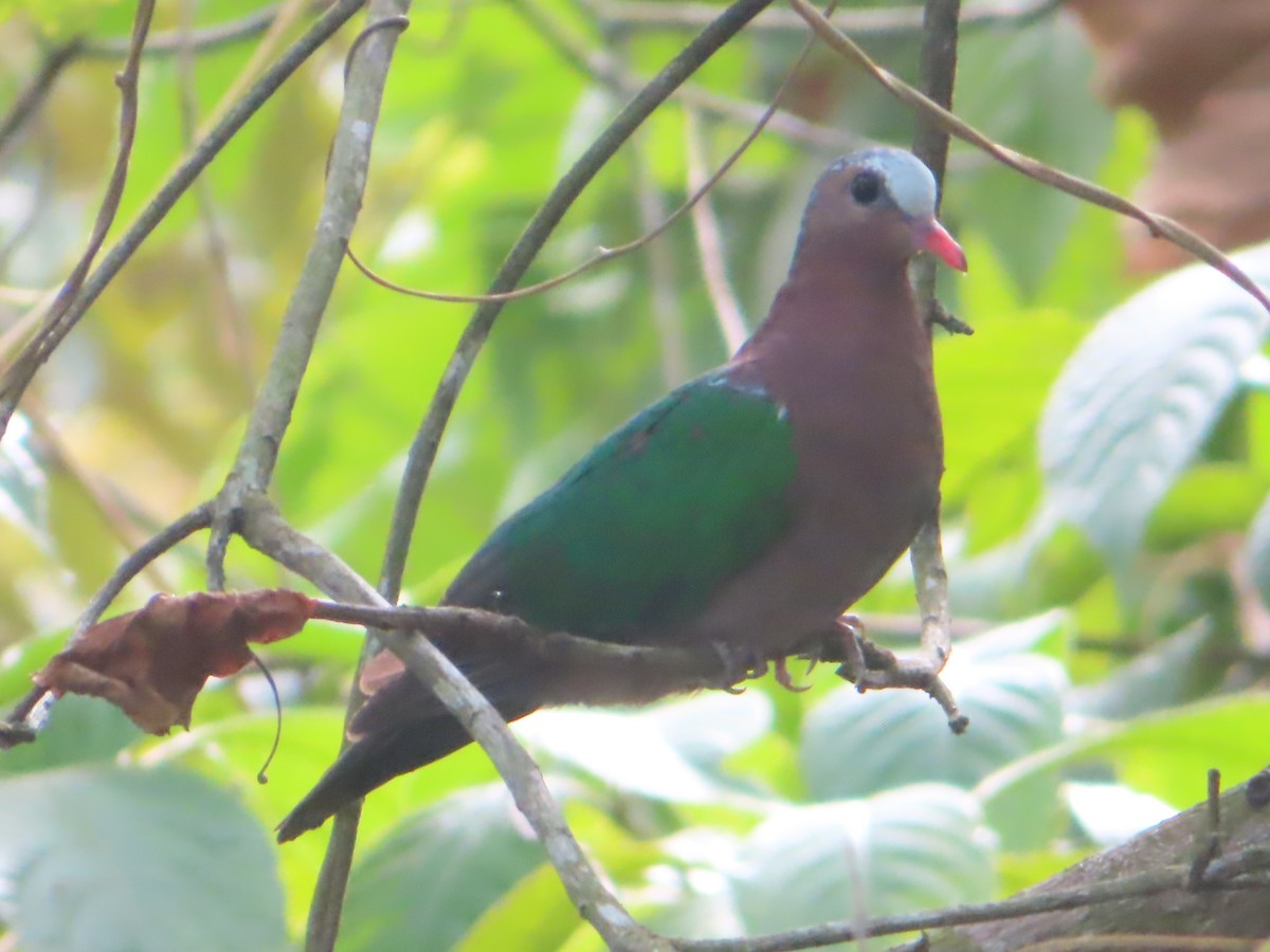 Asian Emerald Dove - ML617164874